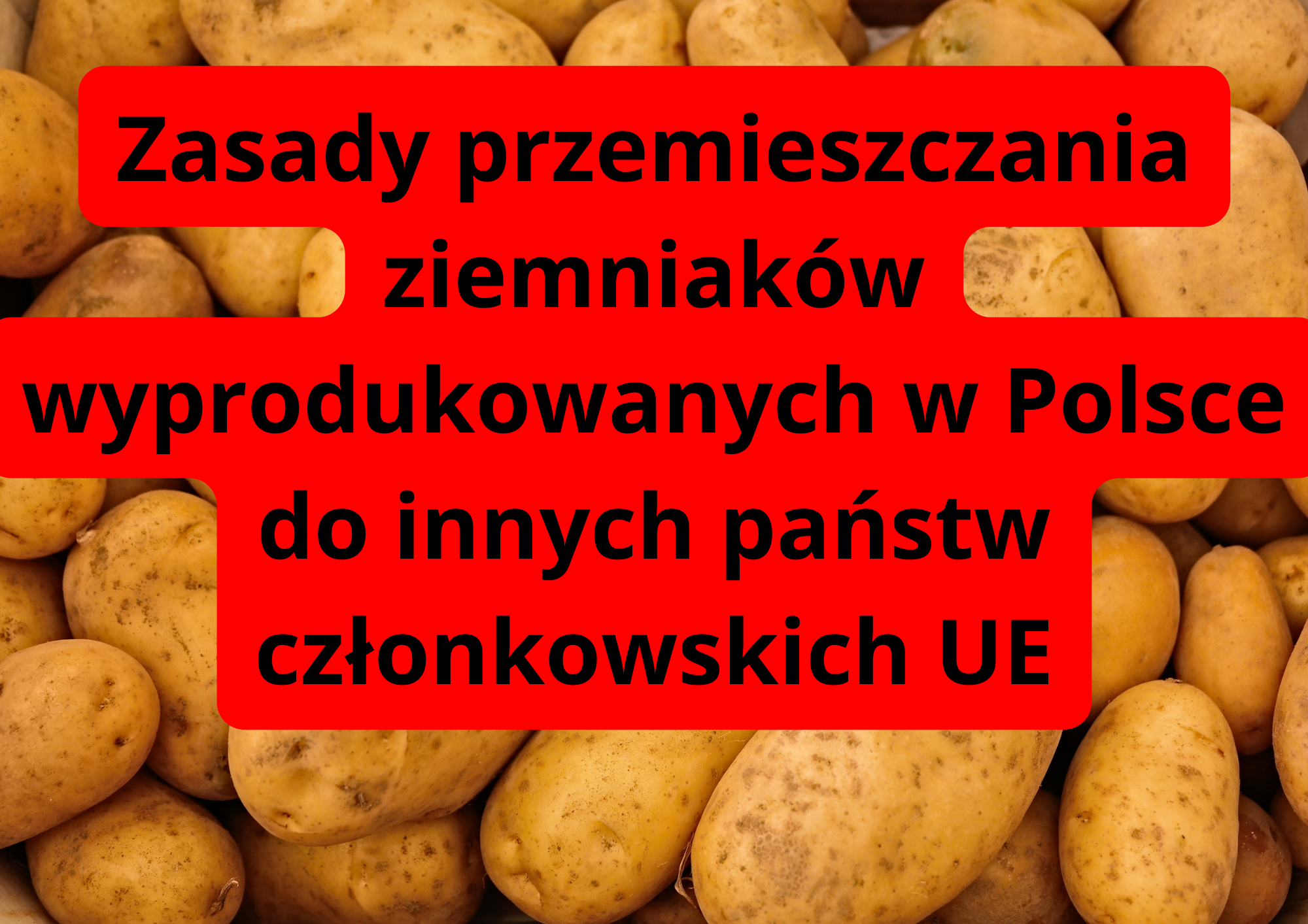 Przypominamy zasady przemieszczania ziemniaków wyprodukowanych w Polsce do innych państw członkowskich UE